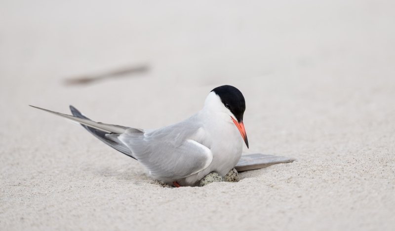 Common-Tern-3200-on-two-eggs-in-scrape-nest-_DSC8788-Nickerson-Beach-Park-Lido-Beach-LI-NY-Enhanced-NR