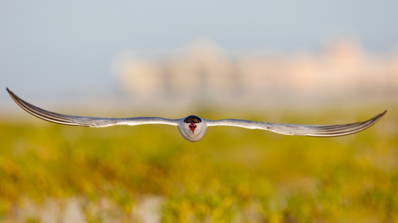 Common-Tern-3200-pissed-off-JUDY-STEP-_O7A2671-Nickerson-Beach-Lido-Beach-Long-Island-NY-Enhanced-NR