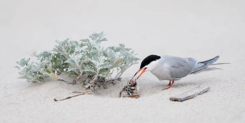 Common-Tern-3200-with-chick-and-egg-_DSC8508-Nickerson-Beach-Park-Lido-Beach-LI-NY-Enhanced-NR