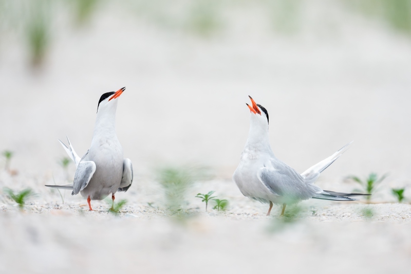 Common-Terns-3200-courting-_DSC9740-Nickerson-Beach-Park-Lido-Beach-LI-NY-Enhanced-NR