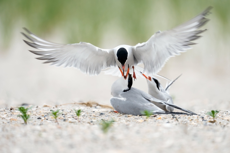 Common-Terns-3200-interloper-disturbing-courtship-