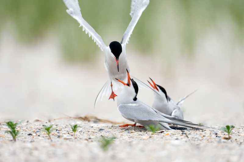 Common-Terns-3200-interloper-disturbing-courtship-_DSC9856-Nickerson-Beach-Park-Lido-Beach-LI-NY-Enhanced-NR