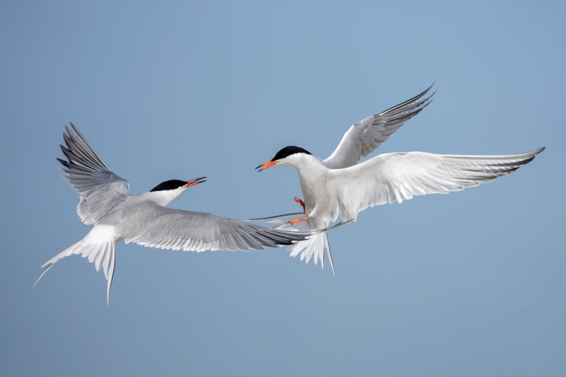 Common-Terns-3200-midair-squabble-_DSC3555-Nickerson-Beach-Park-Lido-Beach-LI-NY-Enhanced-NR