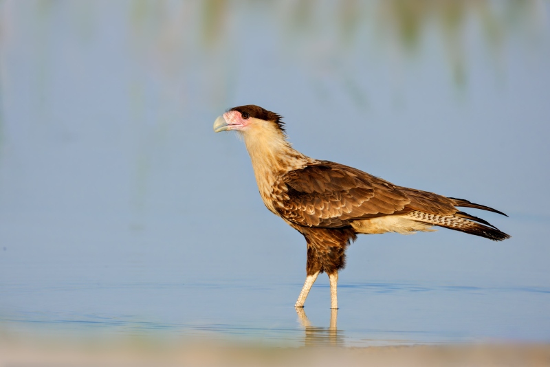 Crested-Caracara-3200-juvenile-_DSC6547-Indian-Lake-Estates-FL-Enhanced-NR