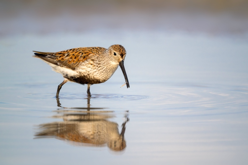 Dunliin-3200-with-invertebrate-prey-item-Matt-Milnes