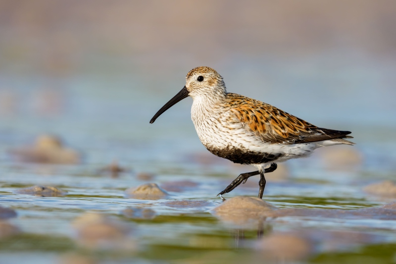 Dunlin-3200-in-breeding-plumage-on-worm-hole-mound-flats-_DSC2241-Fort-DeSoto-Park-FL-Enhanced-NR