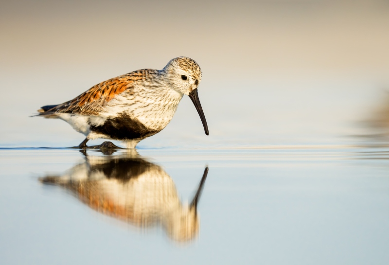 Dunlin-3200-molting-into-breeding-plumage-foraging-_DSC5749-Fort-DeSoto-Park-Tierra-Verde-FL-Enhanced-NR