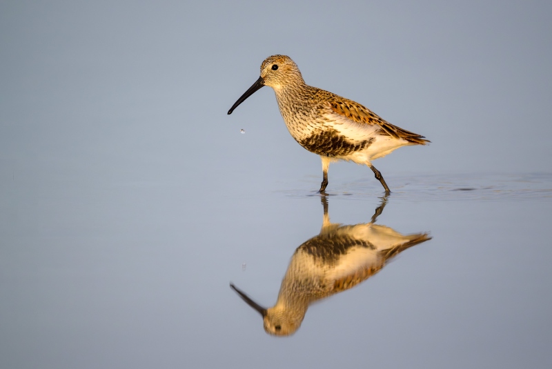 Dunlin-3200-reflection-Matt-Milnes-_NZ99775-Fort-DeSoto-Park-FL-Enhanced-NR