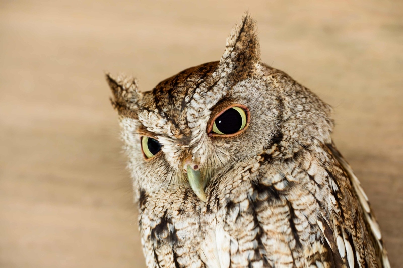 Eastern-Screech-Owl-3200-B-_DSC7254-Bok-Tower-Gardens-Lake-Wales-FL-Enhanced-NR
