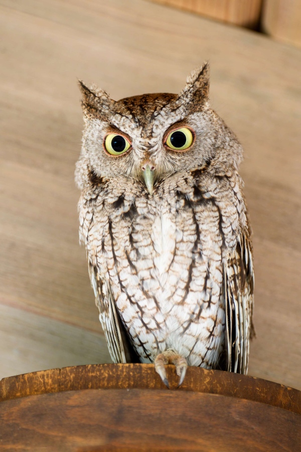 Eastern-Screech-Owl-3200-and-wooden-bucket-_DSC6935-Bok-Tower-Gardens-Lake-Wales-FL