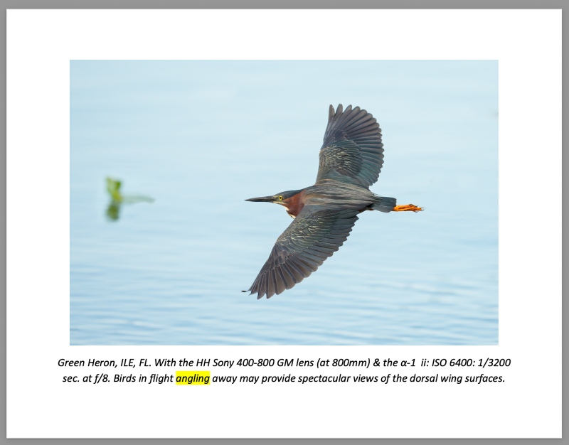 GRGE-flying-away-QUINT