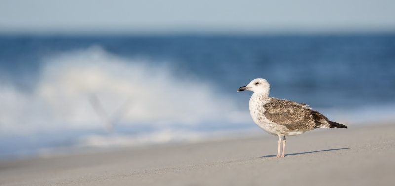 Great-Black-backed-Gull-3200-first-summer-_DSC8410-Nickerson-Beach-Park-Lido-Beach-LI-NY-Enhanced-NR
