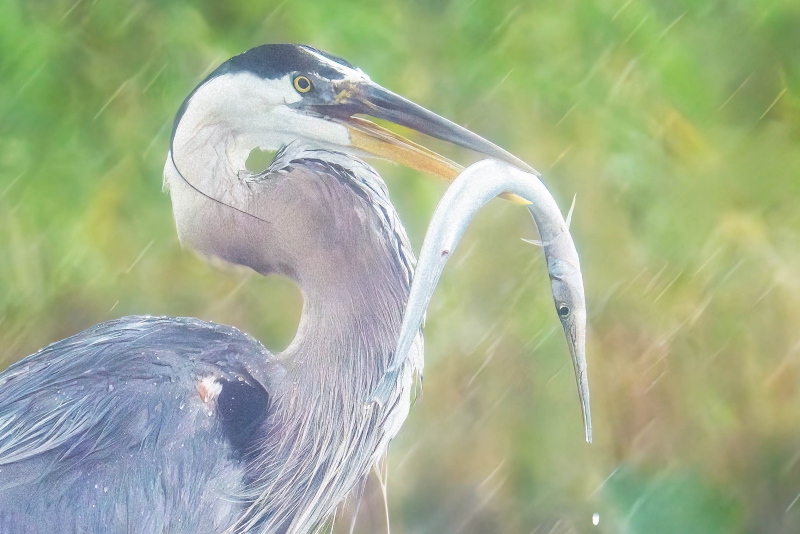 Great-Blue-Heron-2531-A-with-fish-in-rain-_DSC0552-Indian-Lake-Estates-FL-Enhanced-NR