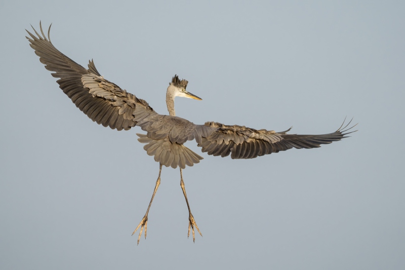 Great-Blue-Heron-3200-juvenile-flying-away-_DSC5311-Indian-Lake-Estates-FL-Enhanced-NR