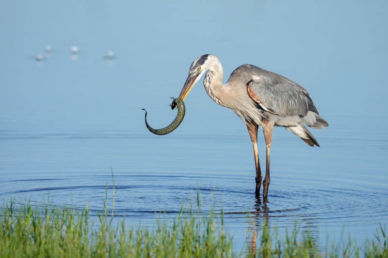 Great-Blue-Heron-3200-with-Greater-Siren-Siren-lacertina-_DSC0003-Indian-Lake-Estates-FL-Enhanced-NR