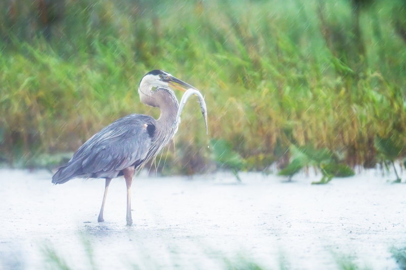 Great-Blue-Heron-3200a-with-fish-in-rain-_DSC0552-Indian-Lake-Estates-FL-Enhanced-NR