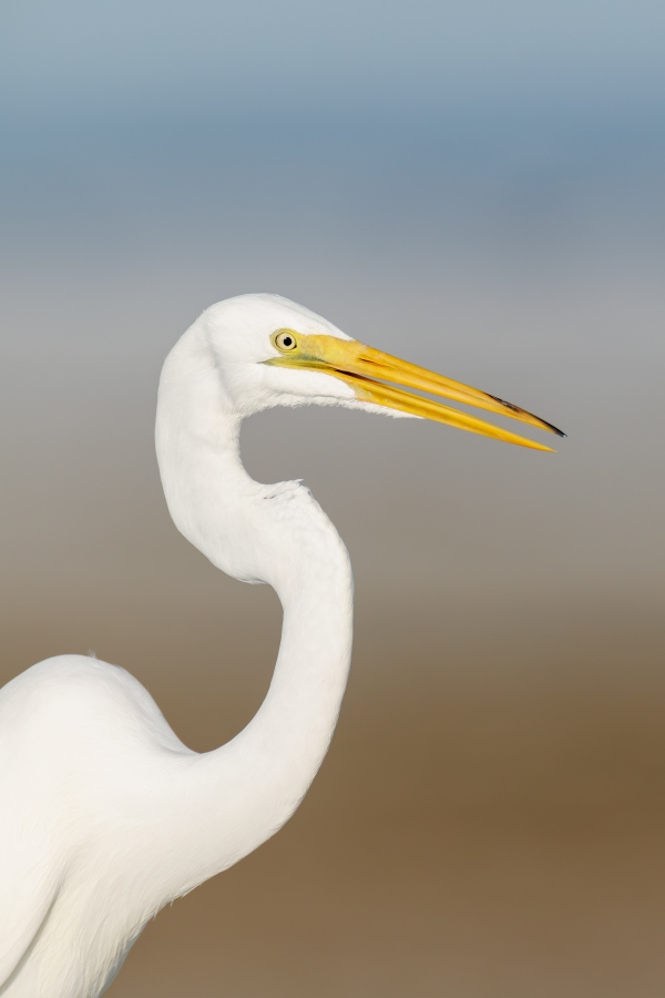 Great-Egret-3200-MISH-vertical-front-end-portrait-_5II9698.JPG_Fort-De-Soto_MV-Enhanced-NR