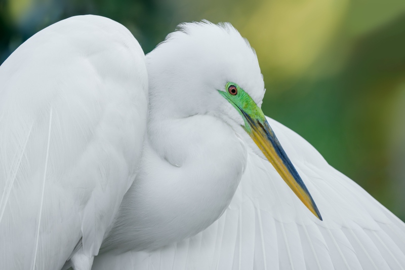 Great-Egret-3200-breeding-plumage-_DSC4688-St.-Augustine-Alligator-Farm-FL-Enhanced-NR