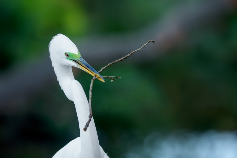 Great-Egret-3200-with-stick-for-nest-_DSC4067-St.-Augustine-Alligator-Farm-FL-Enhanced-NR
