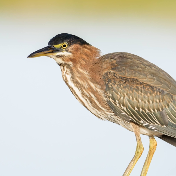 Green-Heron-2400-juvenile-SQ-_DSC1146-Indian-Lake-Estates-FL-Enhanced-NR