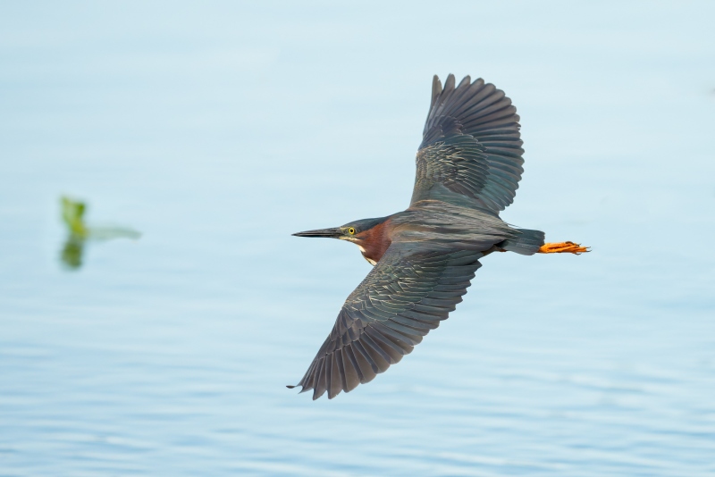Green-Heron-3200-adult-in-flight-dorsal-view-_DSC7866-Indian-Lake-Estates-FL-Enhanced-NR