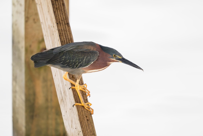 Green-Heron-3200-adult-with-gnat-_DSC0402-Indian-Lake-Estates-FL-Enhanced-NR