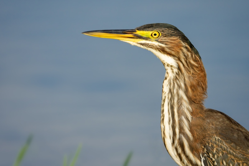 Green-Heron-3200-juvenile-head-and-neck-portrait-_DSC9441-Indian-Lake-Estates-FL-Enhanced-NR