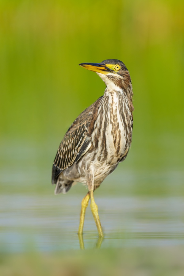 Green-Heron-3200-juvenile-vertical-_DSC9342-Indian-Lake-Estates-FL-Enhanced-NR