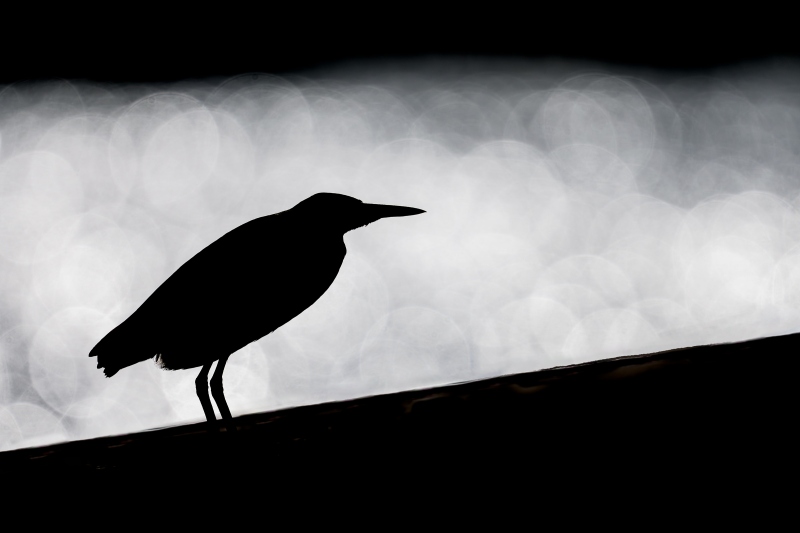 Green-Heron-backlit-on-pier-railing-_DSC4790-Indian-Lake-Estates-FL-Enhanced-NR