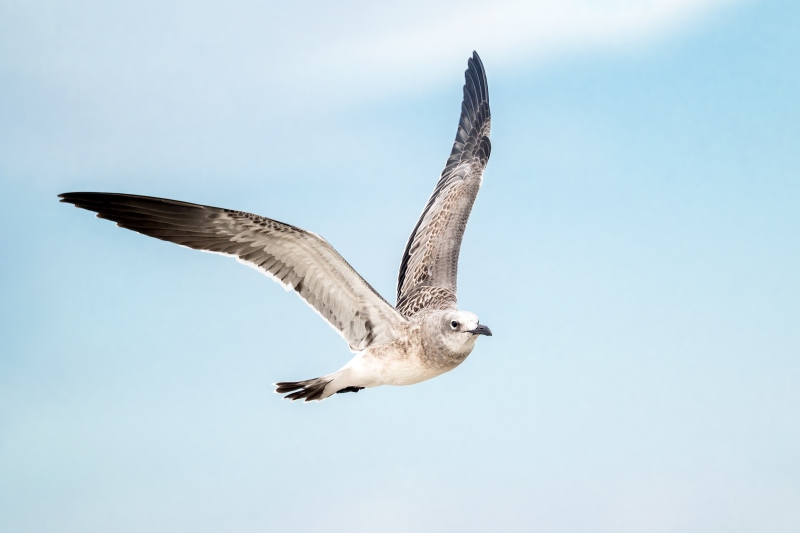 Laughing-Gull-3200-fledged-and-flying-juvenile-_A939601-Huguenot-Memorial-Park-Jacksonville-FL-Enhanced-NR