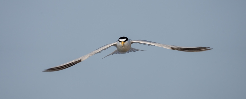 Least-Tern-3200-flat-flight-pano-_DSC7036-Sunken-Meadow-State-Park-LI-NY-Enhanced-NR