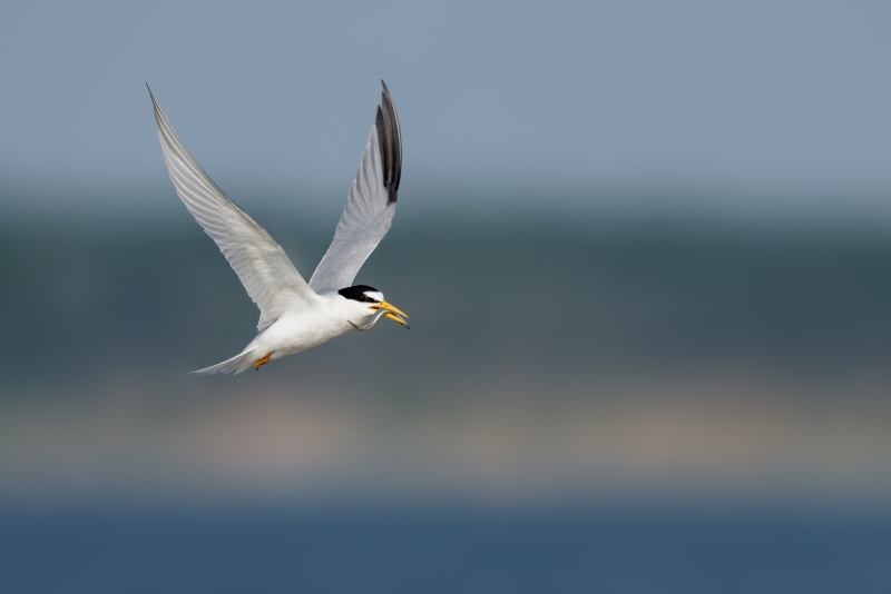 Least-Tern-3200-with-sandeel-_DSC6629-Sunken-Meadow-State-Park-LI-NY