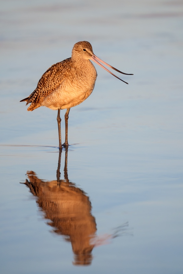 Marbled-Godwit-3200.-A-distal-rhynchokinesis-_DSC0644-Coronado-Beach-CA-Enhanced-NR
