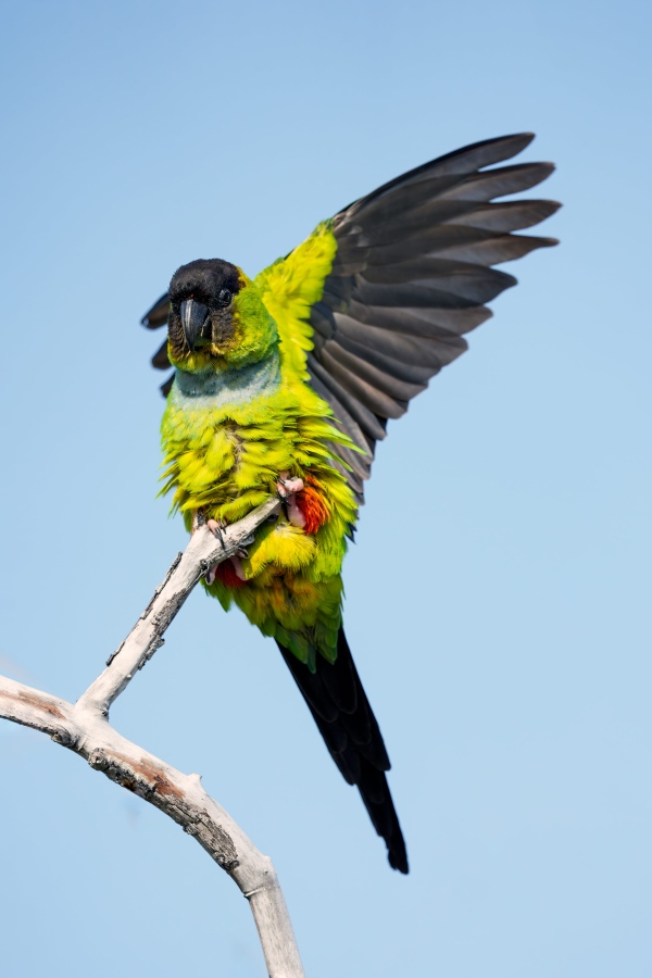 Nanday-Parakeet-3200-with-wings-raised-_DSC1224-Fort-DeSoto-Park-FL-Enhanced-NR