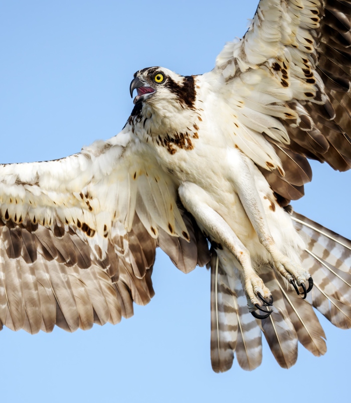 Osprey-2400-female-taking-flight-VERT-ORIG-_DSC1189-Lake-Blue-Cypress-FL-Enhanced-NR
