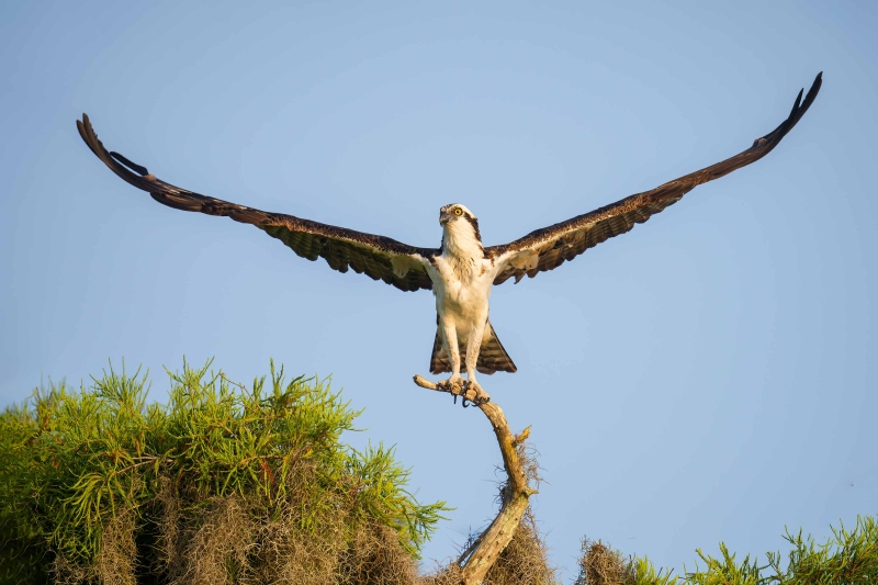 Osprey-3200-adult-lifting-off-_DSC6718-Lake-Blue-Cypress-FL-Enhanced-NR