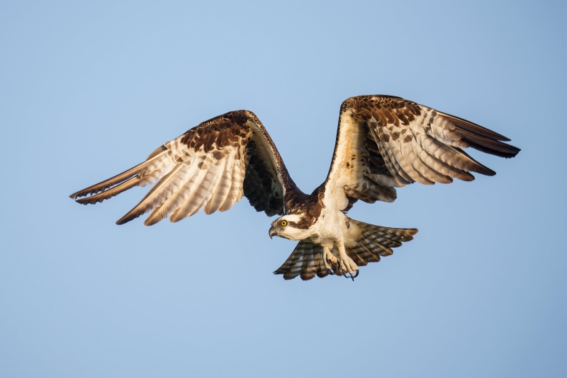 Osprey-3200-adult-taking-flight-_DSC6730-Lake-Blue-Cypress-FL-Enhanced-NR