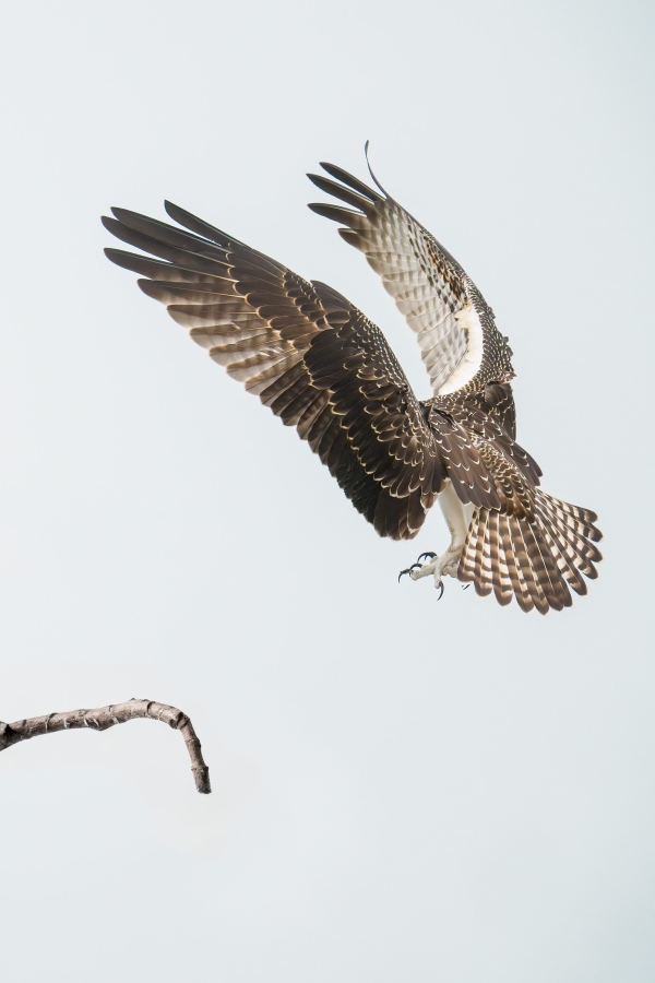 Osprey-3200-braking-to-land-_DSC9686-Indian-Lake-Estates-FL-Enhanced-NR