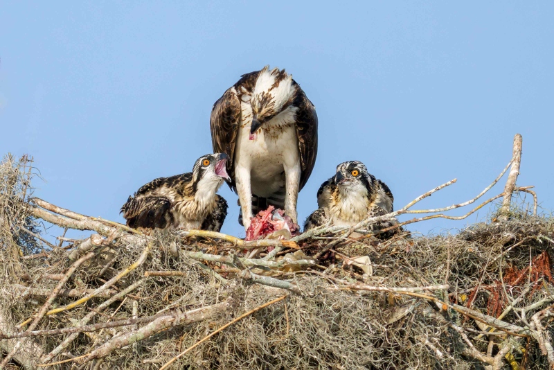 Osprey-3200-feeding-chicks-in-nest-_DSC0252-Lake-Blue-Cypress-FL-Enhanced-NR