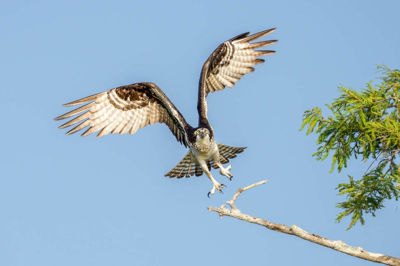 Osprey-3200-female-taking-flight-_DSC9792-Lake-Blue-Cypress-FL-Enhanced-NR