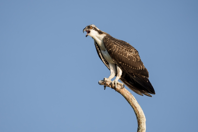 Osprey-3200-fresh-juvenile-calling-from-perch-_DSC9264-Lake-Blue-Cypress-FL-Enhanced-NR-copy