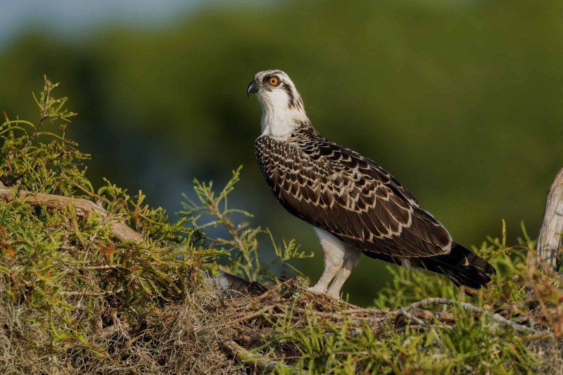 Osprey-3200-in-fresh-juvenal-plumage-on-nest-_DSC9671-Lake-Blue-Cypress-FL-copy