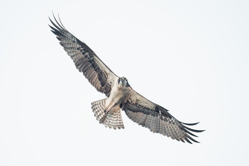 Osprey-3200-in-white-sky-ISO-5000-_DSC6434-Lake-Blue-Cypress-FL-Enhanced-NR