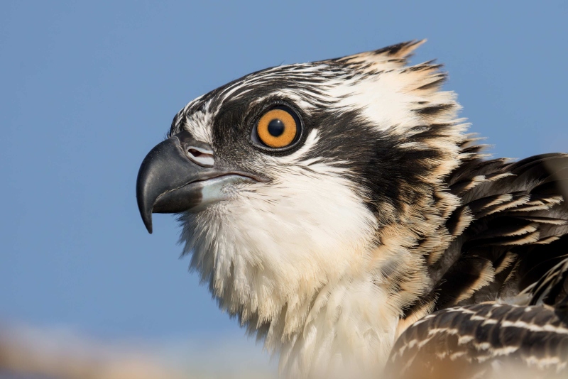 Osprey-3200-juvenile-face-portrait-_DSC0048-Lake-Blue-Cypress-FL-Enhanced-NR-copy