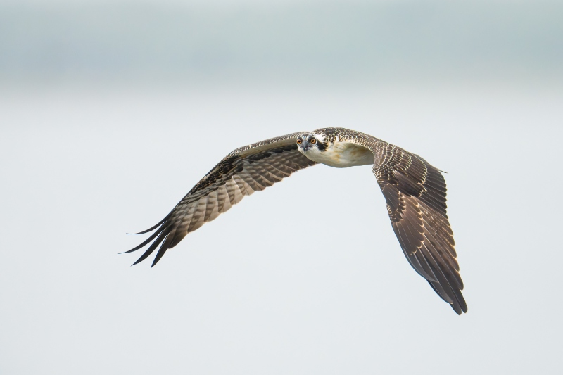 Osprey-3200-juvenile-in-flight-downstroke-_DSC9788-Indian-Lake-Estates-FL-Enhanced-NR