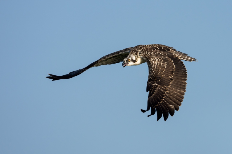 Osprey-3200-juvenile-in-flight-full-downstroke-_DSC9931-Lake-Blue-Cypress-FL-Enhanced-NR