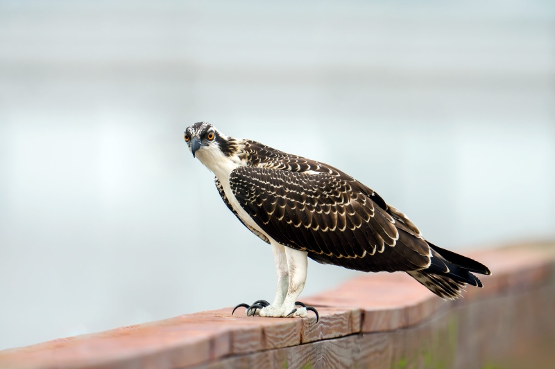 Osprey-3200-juvenile-on-pier-railing-_DSC9575-Indian-Lake-Estates-FL-Enhanced-NR