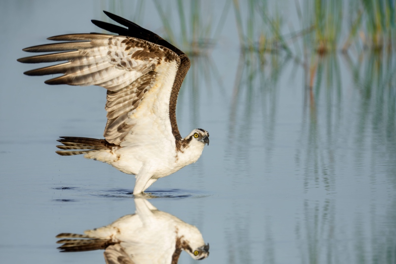Osprey-3200-lifting-off-_DSC4634-Indian-Lake-Estates-FL-Enhanced-NR