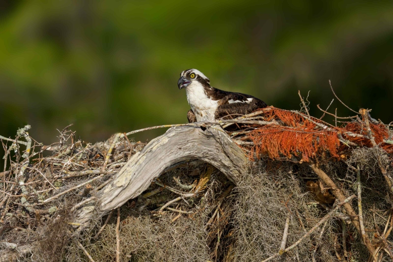 Osprey-3200-male-on-nest-with-Cypress-tree-fall-color-_DSC0695-Lake-Blue-Cypress-FL-Enhanced-NR