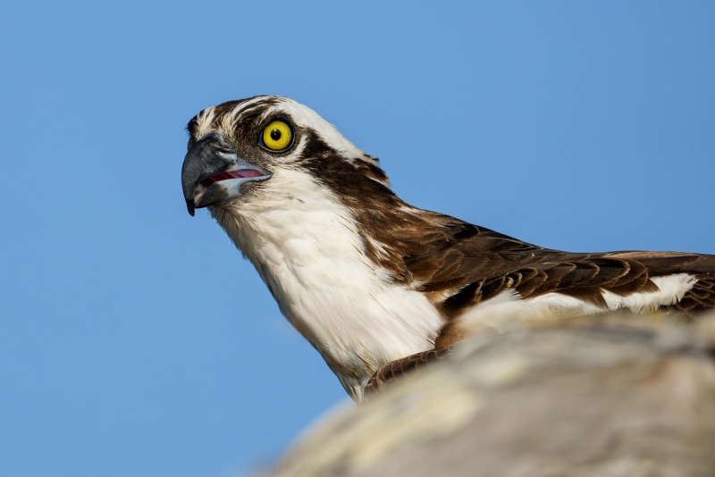 Osprey-3200-on-nest-head-portrait-_DSC0751-Lake-Blue-Cypress-FL-Enhanced-NR